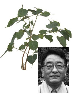 UD_Tarad_Tulku